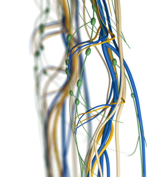 膝盖动脉和淋巴系统。人体解剖学。图片下载