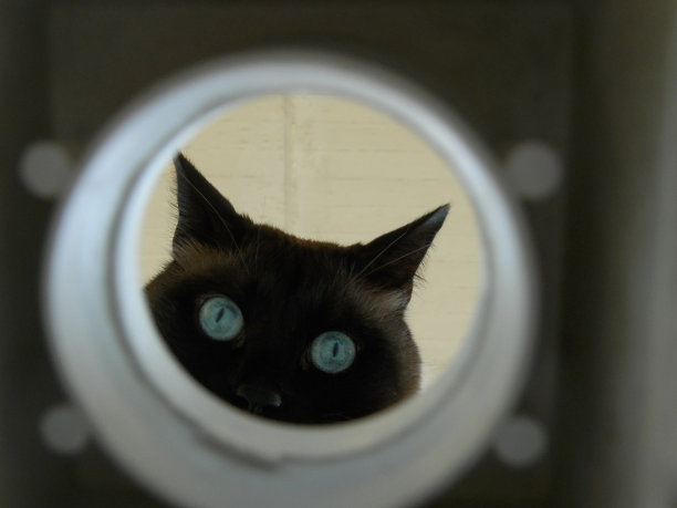 好奇的猫往洞里看图片下载