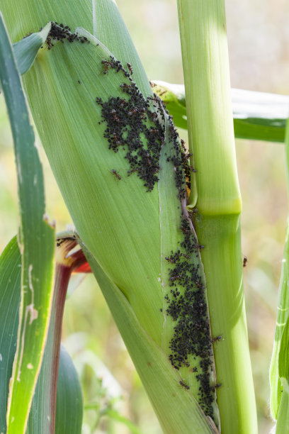 蚜虫以玉米汁为食图片下载