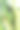 蚜虫以玉米汁为食图片下载