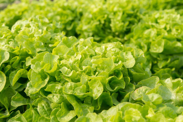 绿橡树沙拉植物，水培蔬菜叶图片下载