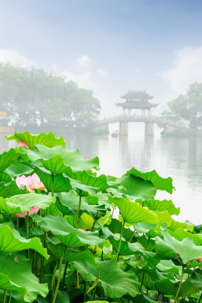 杭州西湖的荷花在夏天盛开图片下载