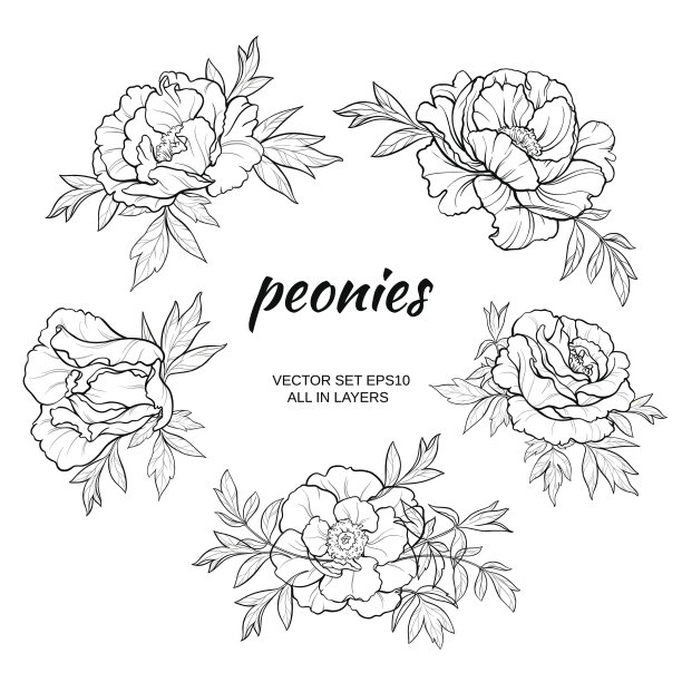 牡丹向量组素材图片