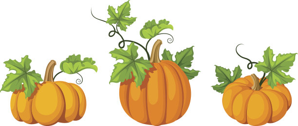 三个橙色的南瓜。矢量插图。图片下载