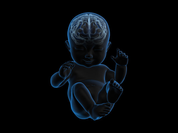 婴儿大脑内部的3d渲染x射线。图片下载