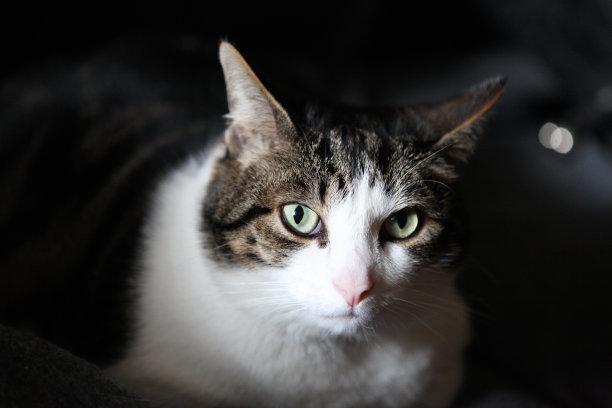 黑色背景下的猫图片下载