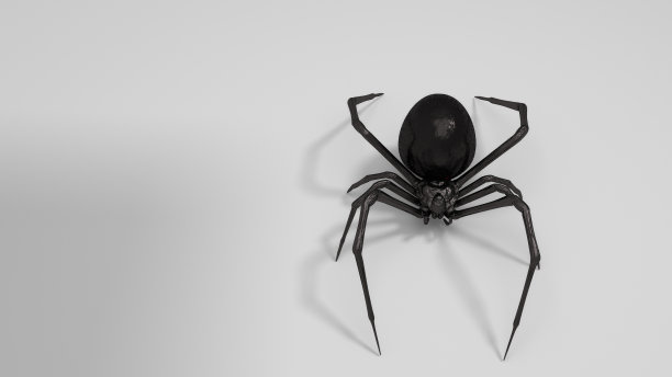 危险的黑寡妇蜘蛛3d渲染在白色的背景图片下载