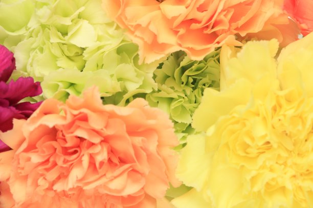 康乃馨特写照片图片下载