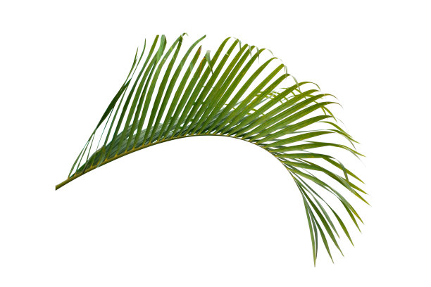 绿叶的棕榈树孤立在白色的背景图片下载