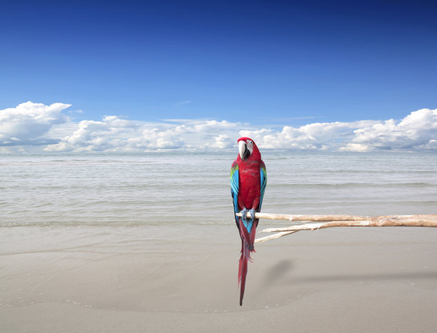 鹦鹉，海洋和天空的自然生物。图片下载