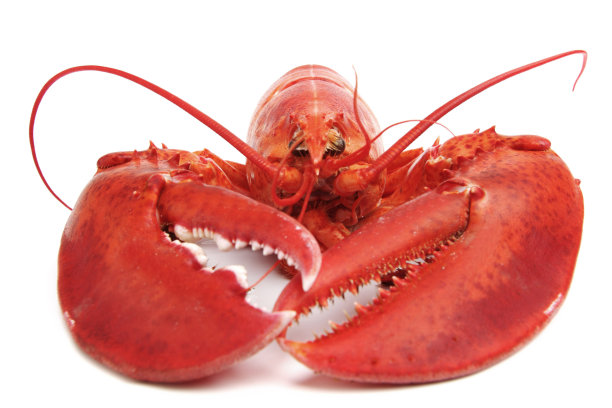 煮熟的龙虾素材图片