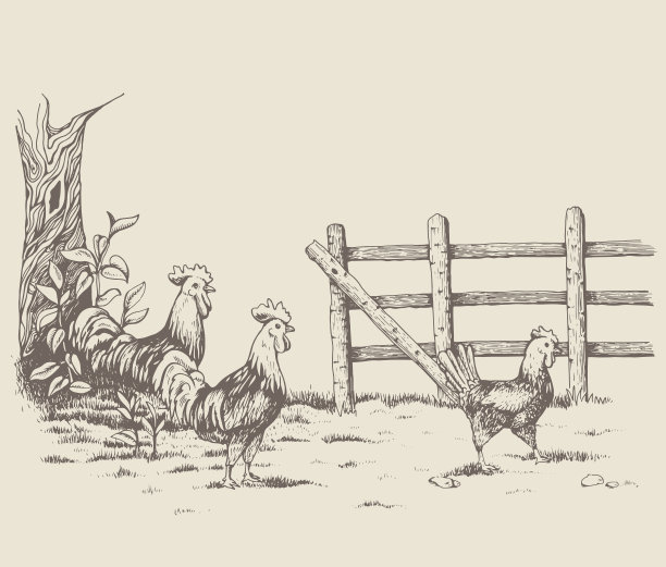 农场里的公鸡、母鸡和小鸡图片下载