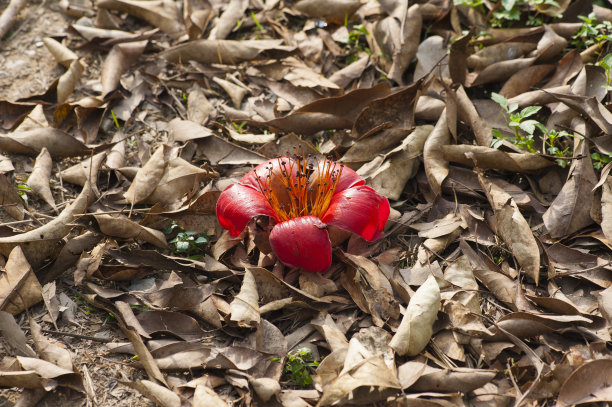 了木棉花图片下载