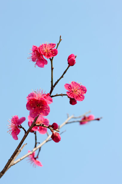 梅花素材图片