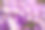 藏红花图片素材ID：142458808