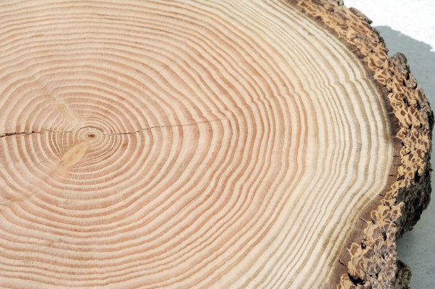 落叶松;落叶松属蜕膜素材图片