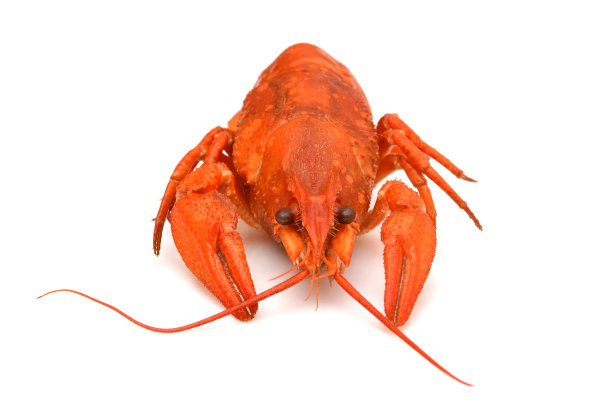 煮小龙虾。红色小龙虾孤立。热的食物图片下载
