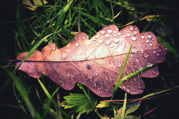 带露珠的干燥橡树叶素材图片