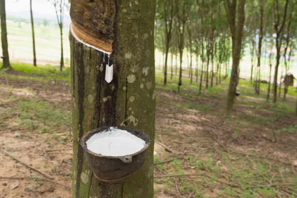 从橡胶树上提取乳胶图片下载