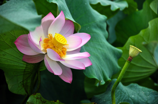 盛开的荷花图片下载