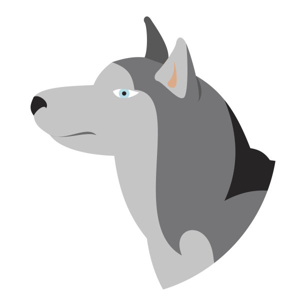 纯种西伯利亚哈士奇犬图片下载