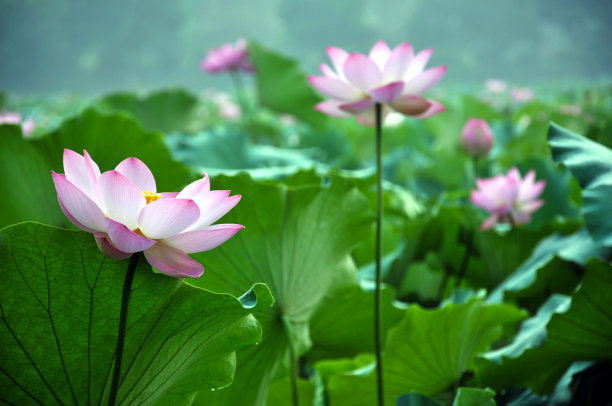 盛开的荷花图片下载