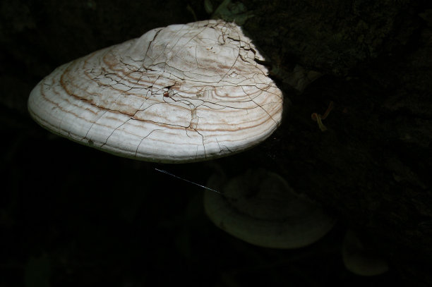 黑暗森林中的架子真菌图片下载