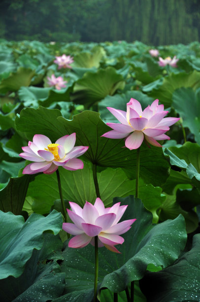 盛开的荷花图片下载