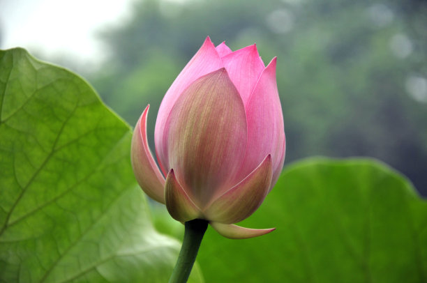 盛开的荷花图片下载