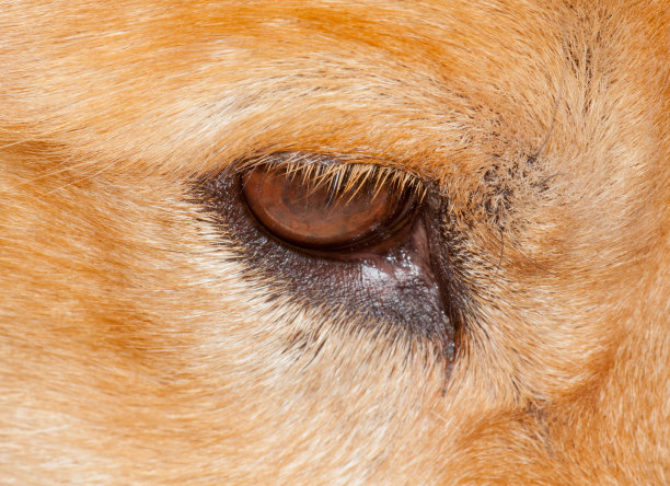 深思熟虑的眼睛的狗图片下载