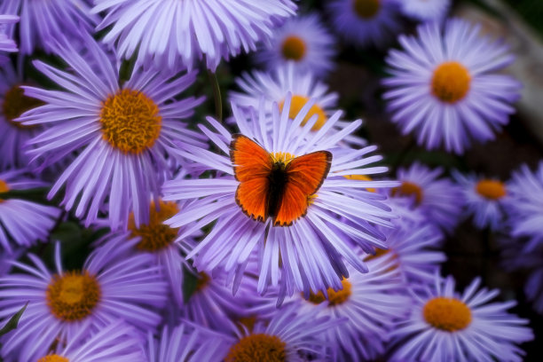 蝴蝶照片素材ID：142481044