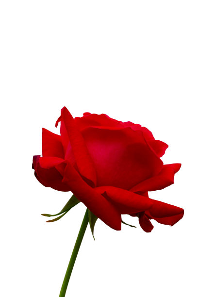 玫瑰花照片素材ID：142488550