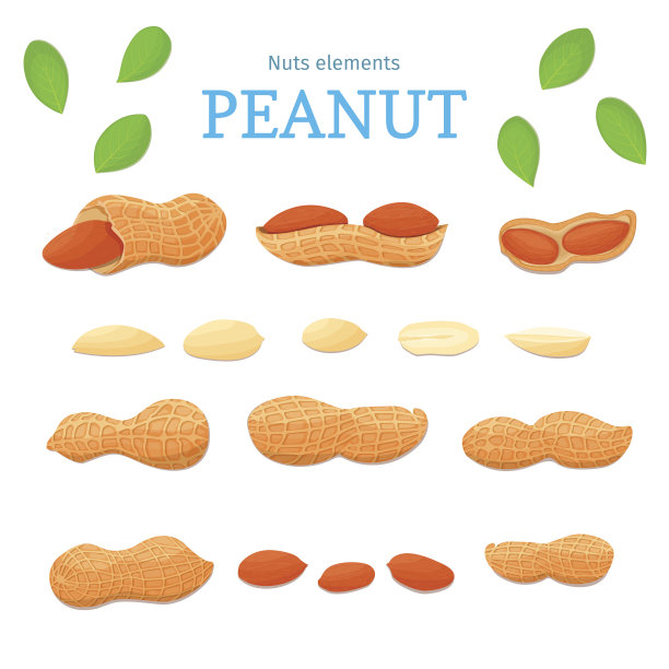 坚果向量集。花生果，整粒，去皮，片图片下载