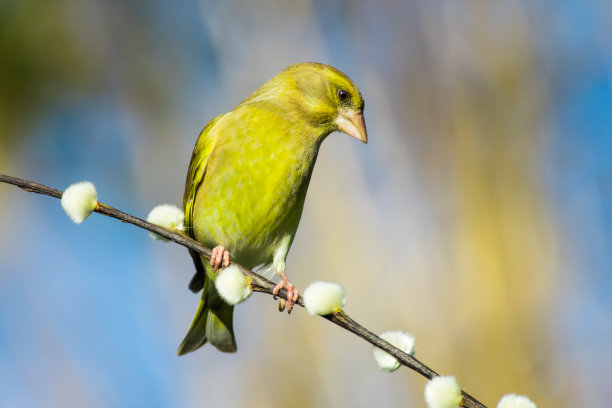 “小金翅”(版图,花神克罗斯偶然)图片下载