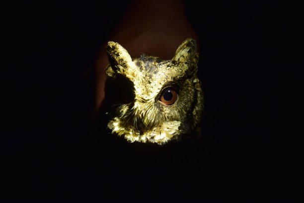 夜猫子，意外捕获，不久就被释放图片下载