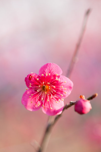 梅花素材图片