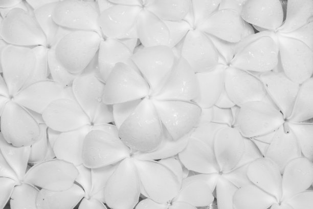 鸡蛋花是白色的图片下载