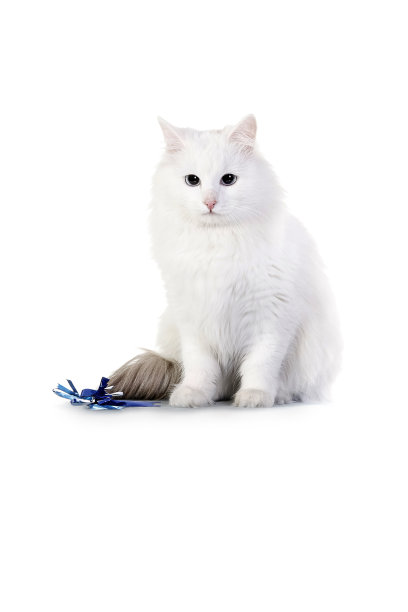 安哥拉猫孤立在白色背景图片下载