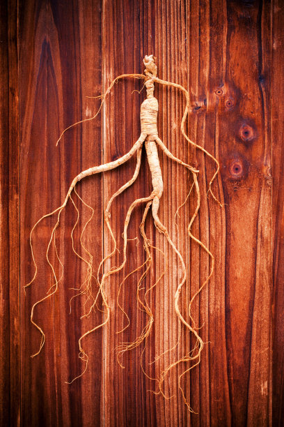 木本干人参(中医概念)图片下载