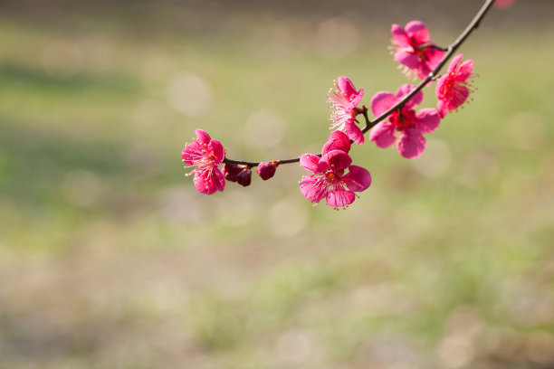 梅花素材图片