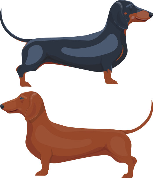 腊肠宠物矢量插图孤立的白色背景图片下载