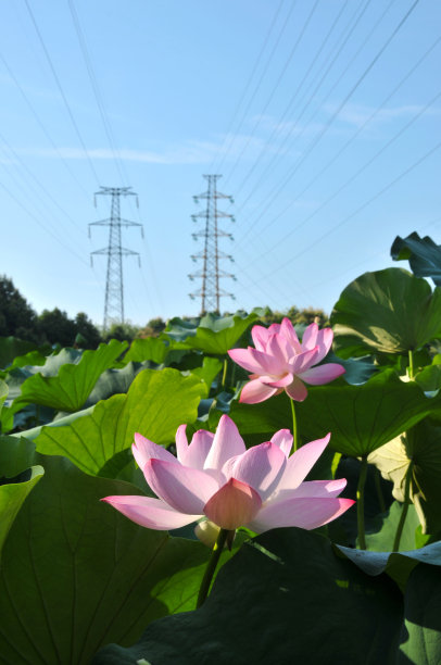 盛开的荷花图片下载