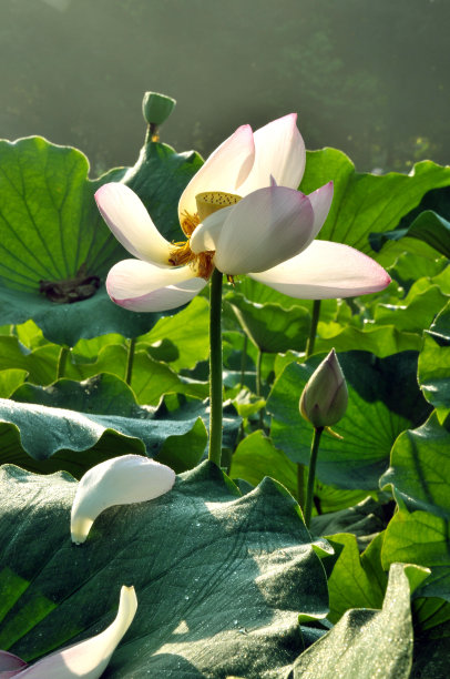盛开的荷花图片下载
