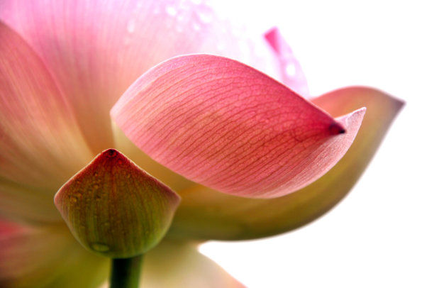 盛开的荷花图片下载