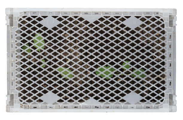 卷心菜的幼芽是用一个带格子的塑料盒子保护的。孤立俯视图户外拍摄图片下载