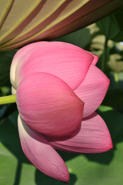 盛开的荷花图片下载