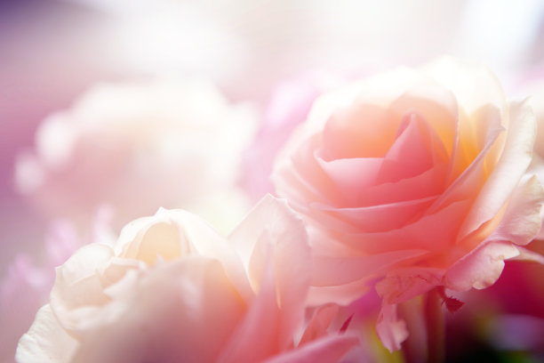 玫瑰图片素材ID：142507390