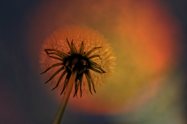 有效果的蒲公英图片下载