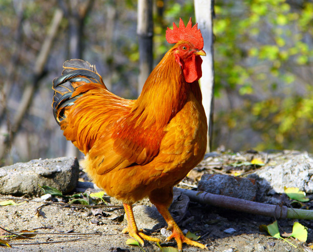 装饰性矮公鸡，色泽鲜红图片下载