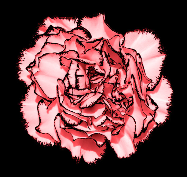 单独在黑色上有嫩粉红色花瓣的丁香花图片下载